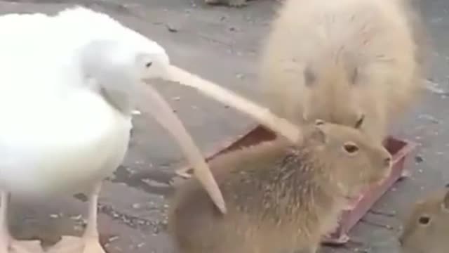 A hungry pelican sizing up its next meal.