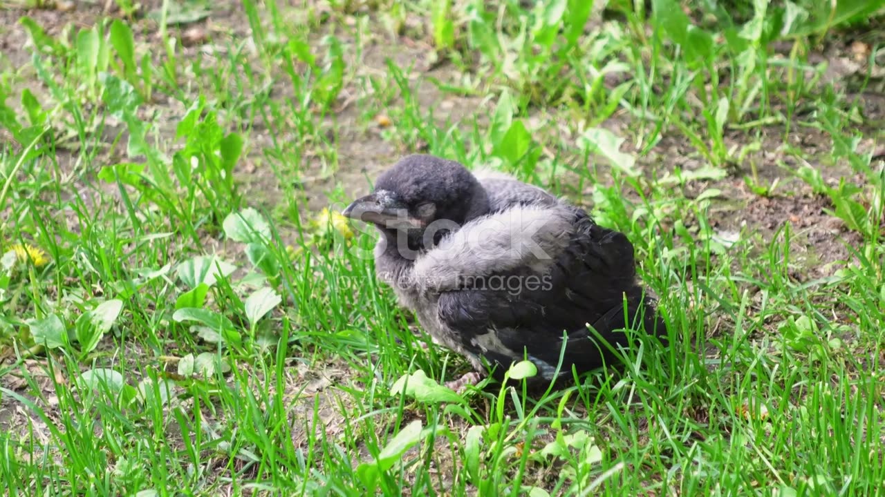 The Sky Beneath Our Feet: Birds of the Forest Floor