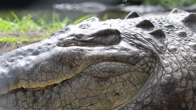 look at this alligator taking a nap