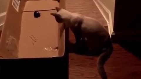 interested cats