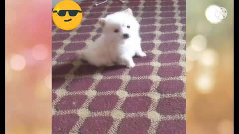 Cute baby dog animals Videos Compilation cute moment of the animals - Cutest Animals