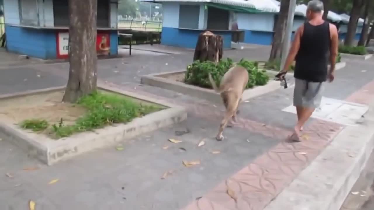 Dog Attacks the Baby Cats and the Mom Attacks Back