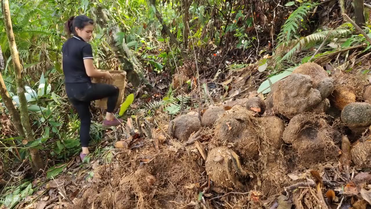 Harvesting Preliminarily processed & Preserved Brown tubers for food