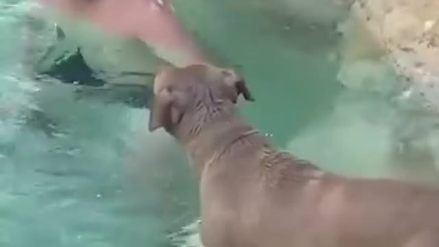 Funny Animal Videos 2022 😂 - Funniest Dogs And Cats Videos 😺 🐱🐶