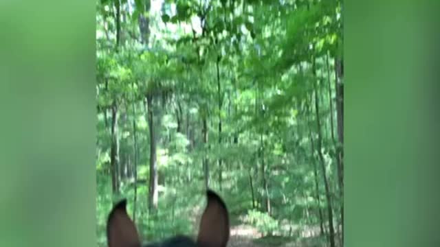 Interesting Trail ride on green colt