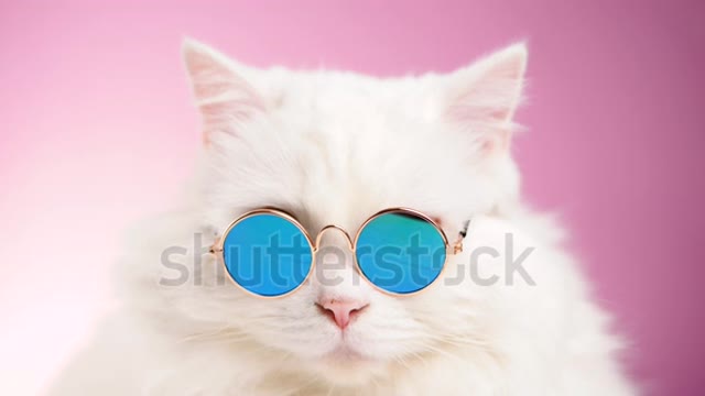 Close portrait of white furry cat in fashion sunglasses. Studio footage