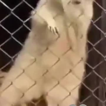 Dancing raccoon