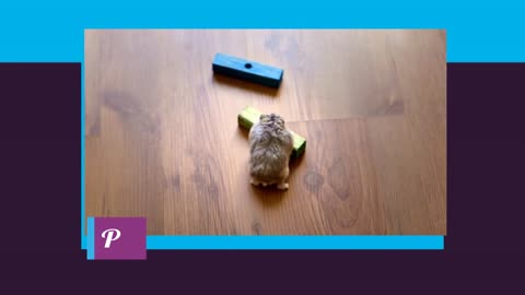 smart hamster.