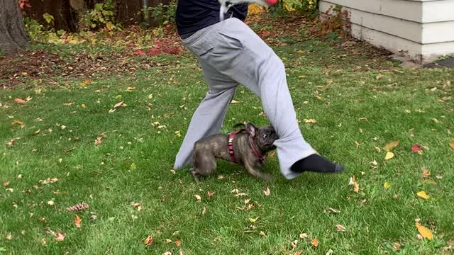 Pug Grabs Onto Mans Pants