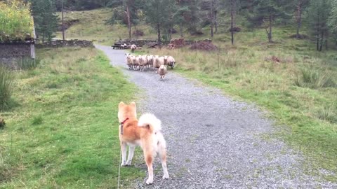 Akita Inu vs Sheep familie _)