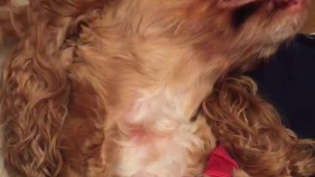 Woman blows on her curly tan dog in a red collar