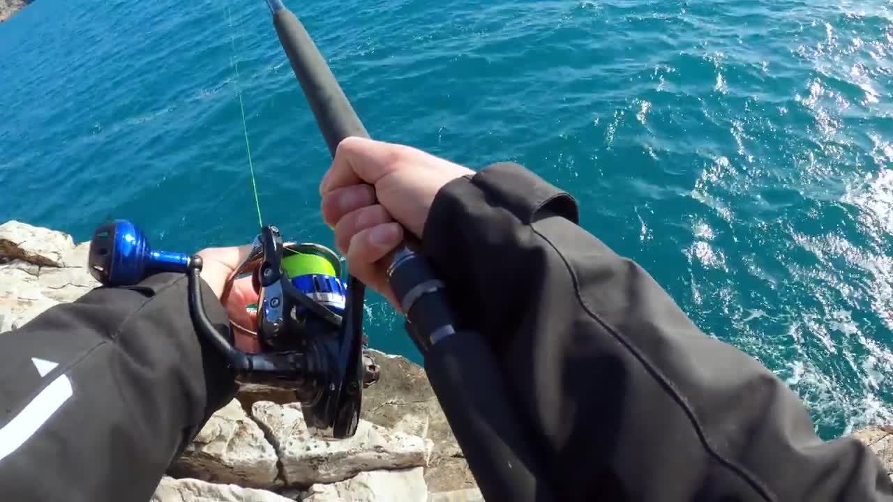fish