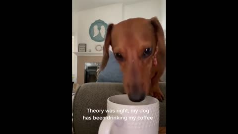 Girl has suspicions that her dog drinks her coffee while she's away - watch what happens!