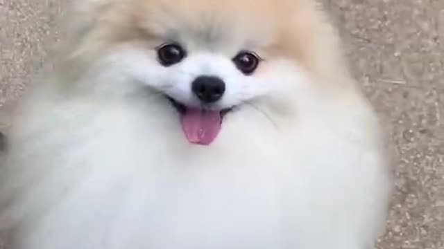 Cute dog