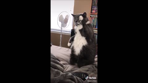 Funny TikTok Cats Video Compilation