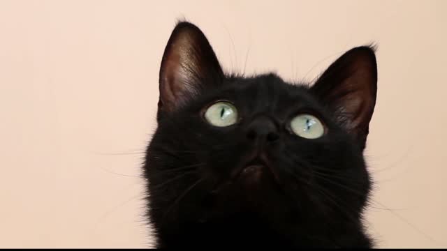 Watch a cute cat whose eyes look like diamonds