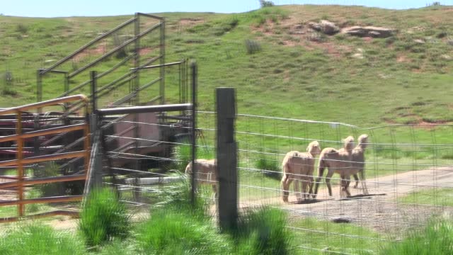 Jess getting sheep out of corral pen 00243 13 seconds