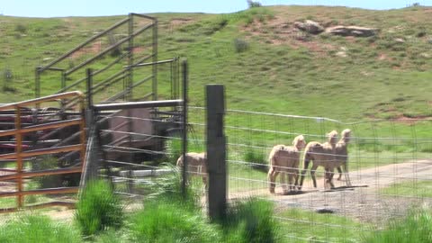 Jess getting sheep out of corral pen 00243 13 seconds