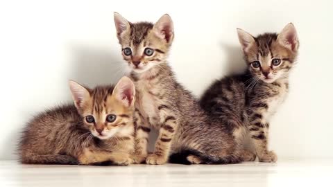 Very cute baby cats