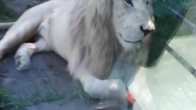 Toddler is very close enough to the Lion in Zoo