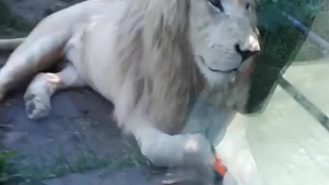 Toddler is very close enough to the Lion in Zoo