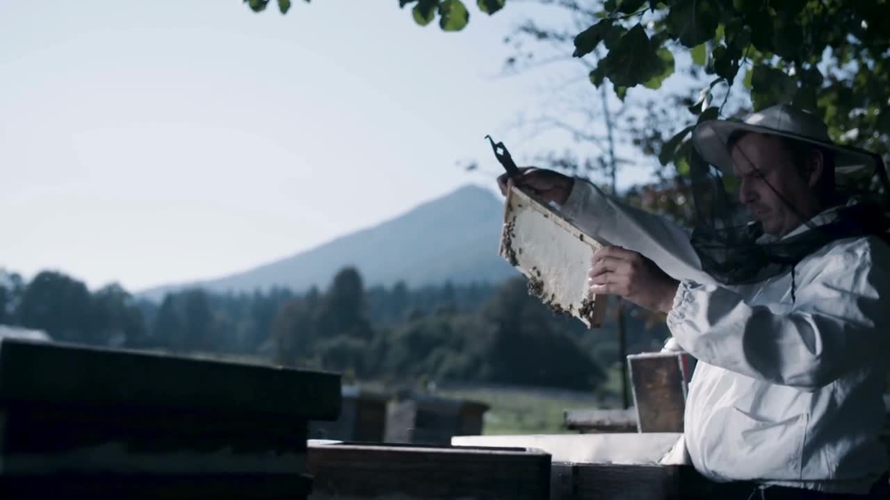 Beekeeper is holding and looking at honeycomb with bees