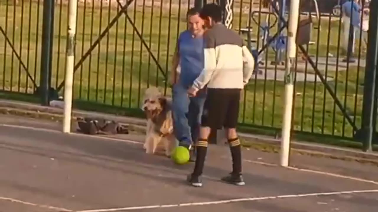 News Break: Dog Goalie