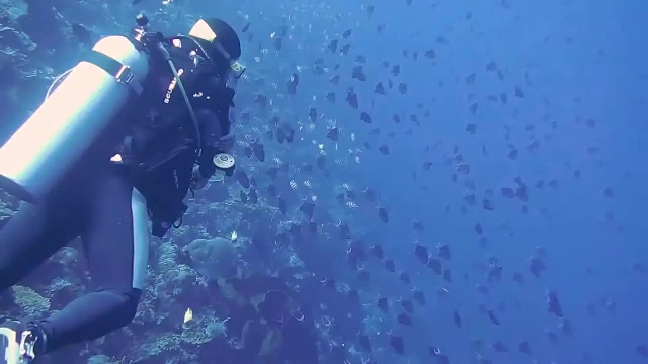 Ocean life