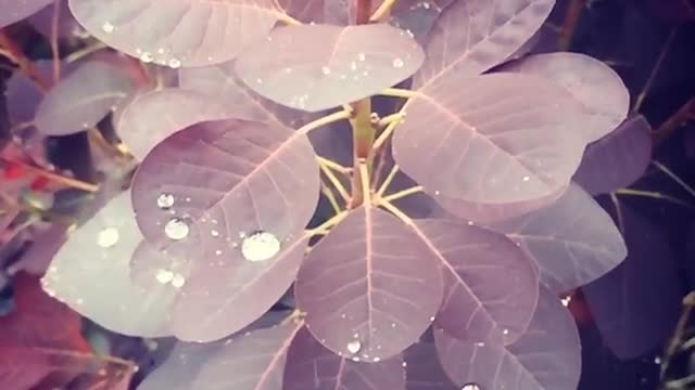 Oddly Satisfying. Slow Mo Rain drops on leaves