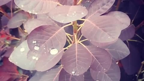 Oddly Satisfying. Slow Mo Rain drops on leaves