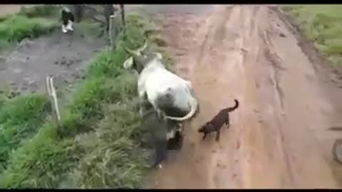 Bulldog fight