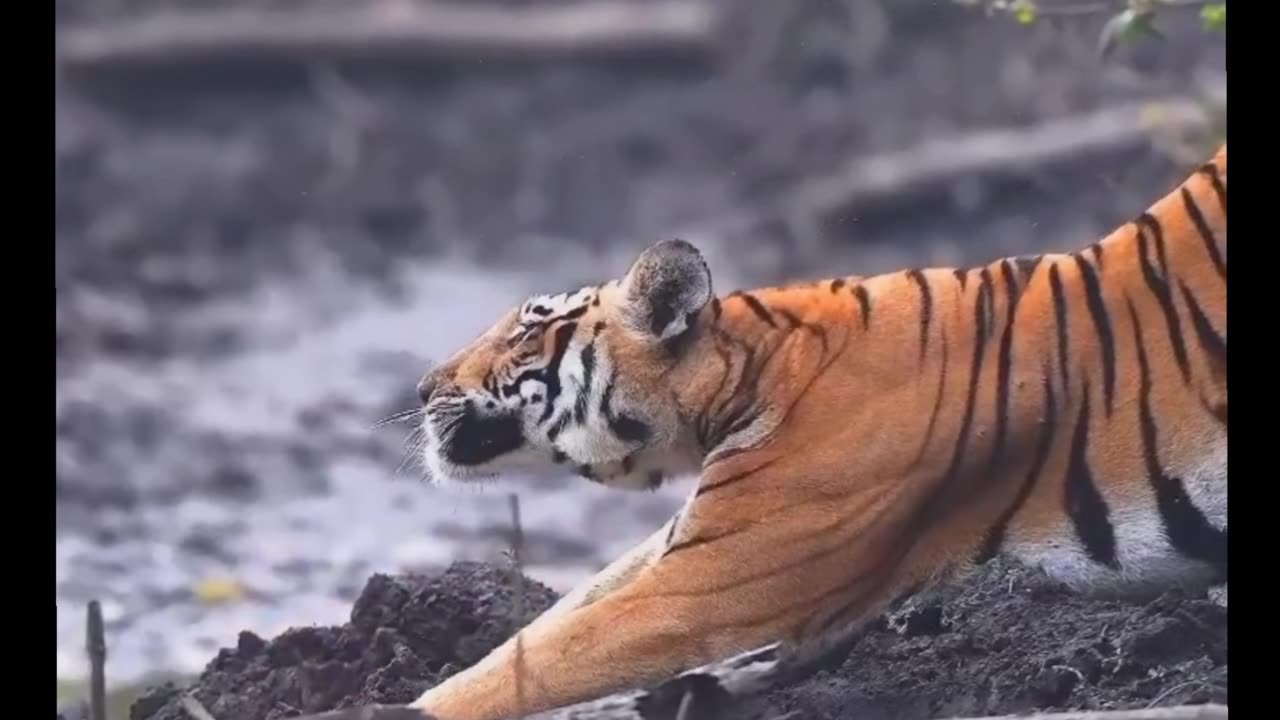 Siberian Tiger vs Bengal tiger