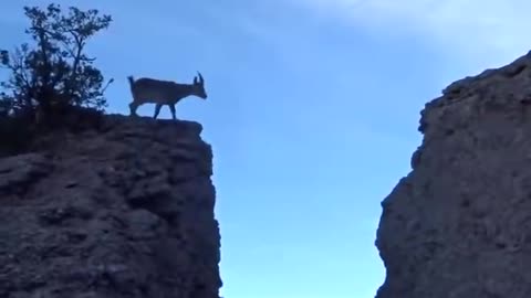 9.4 M de Vues Amazing Goat Jump on Mountain