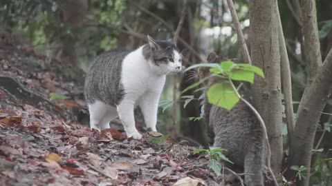 Learning self defense lessons from cats