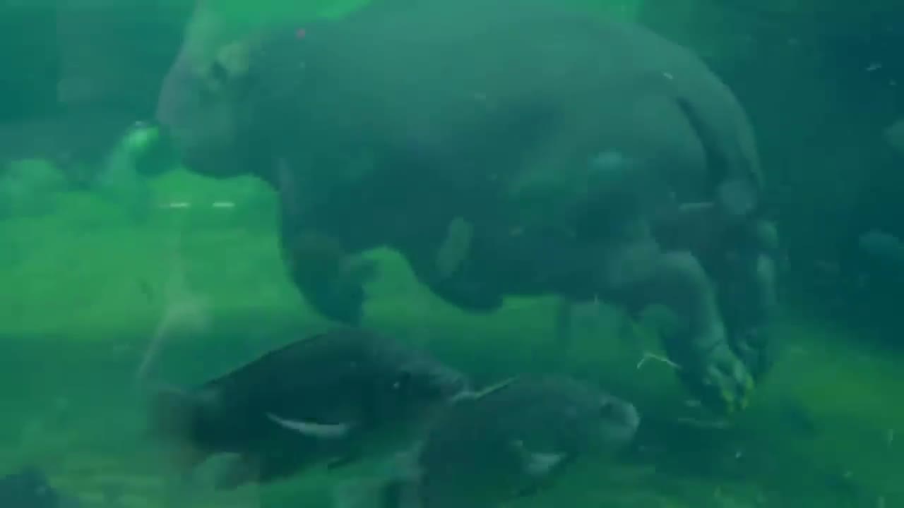 A Newborn Hippo Has Only 40 Seconds to Swim Out-10