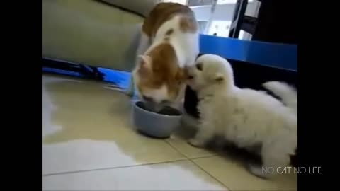 Funny cat & dog