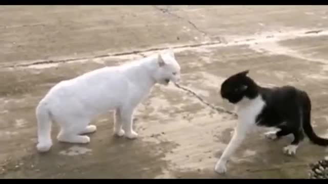 Cats funny fighting