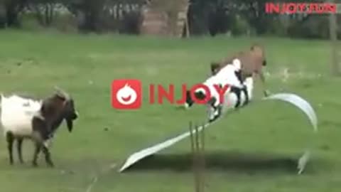 Playful goats jump up and play