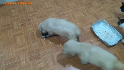 Cute puppies fighting over for their foods