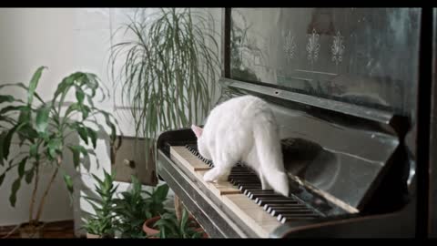 The cute cat playing the tambourine