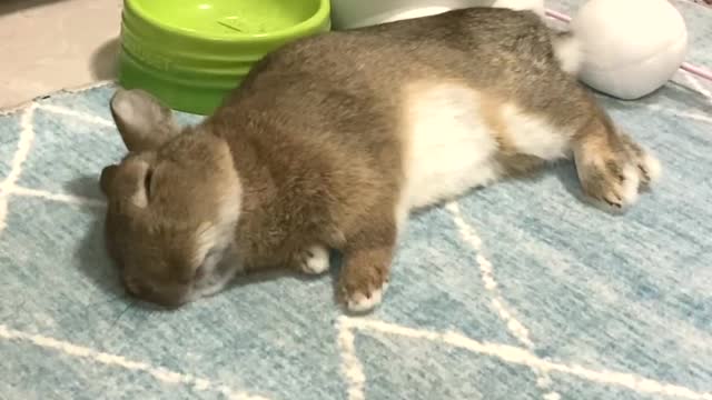 The whole process of the rabbit falling asleep is really cute.