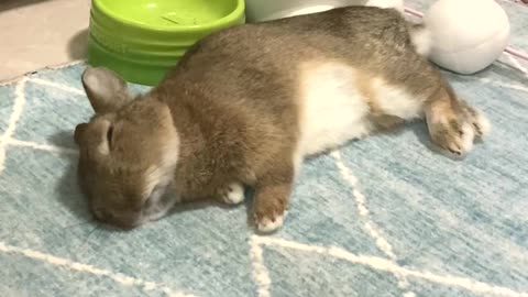 The whole process of the rabbit falling asleep is really cute.