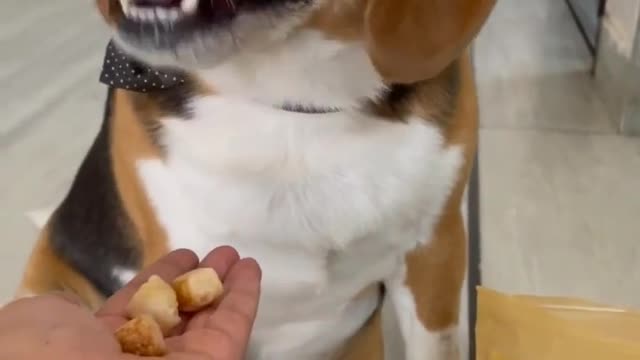 Dog Treats: Buy the Best Dog Treats & Snacks in India at the Best Price