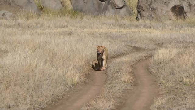 Baby lion cubs go on walk with mom--one says NOPE