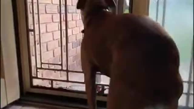 Cute Dog Videos 😁 Funny Animal Videos 2021