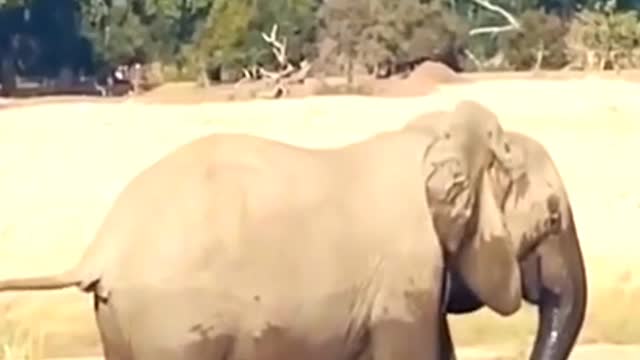 Elephant kills crocodile