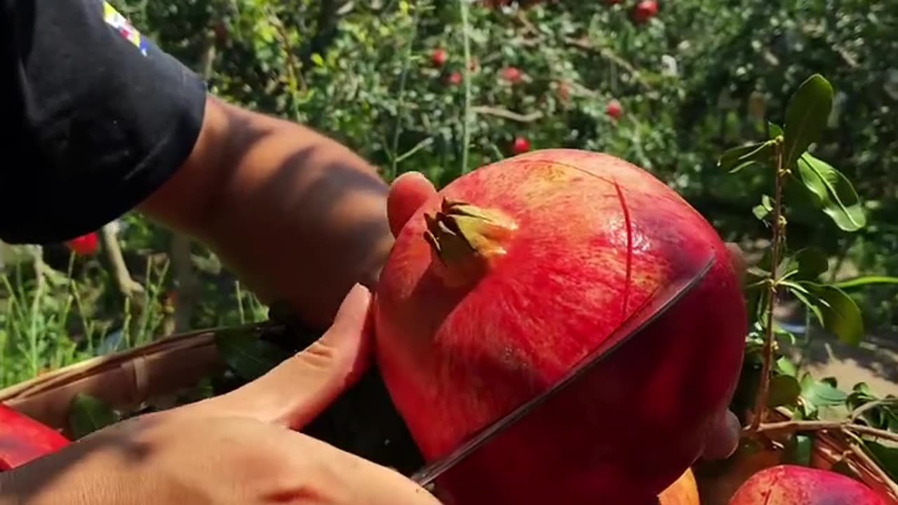 Beautiful and very fresh pomegranate - For fruit lovers