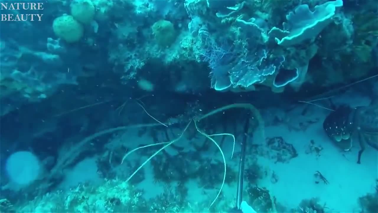 Spearfishing A Giant lobster