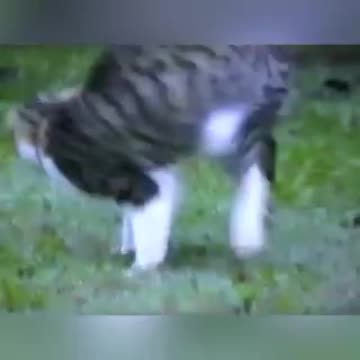 cat 🐈 cat 🐱🐈🐈chat 🐱3