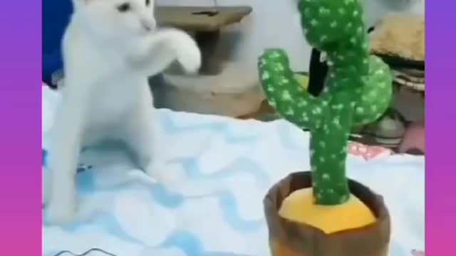 Funny cat playing with owner and cactus